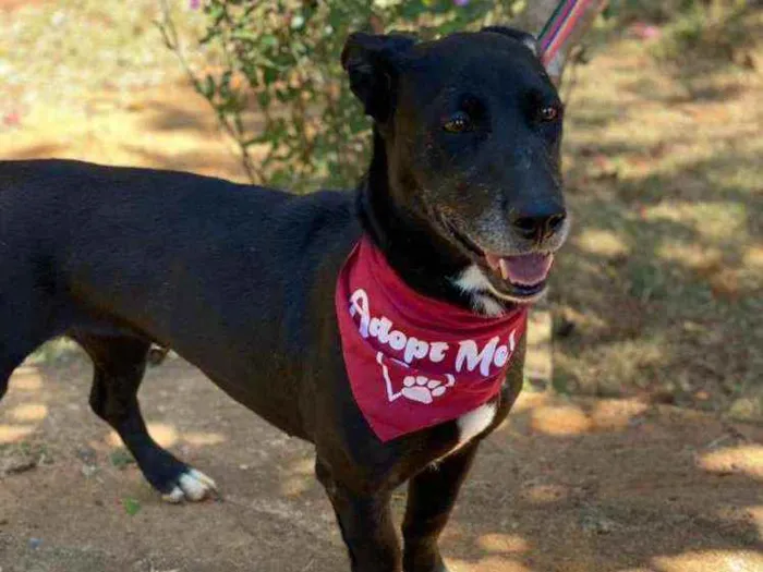 Cachorro ra a SRD idade 2 anos nome Lia