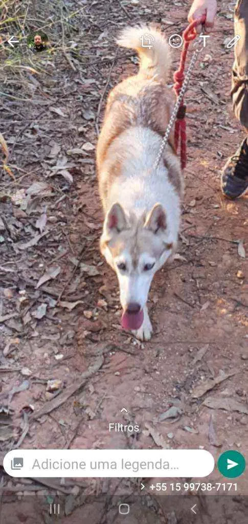 Cachorro ra a Husky Siberiano  idade 7 a 11 meses nome Lua