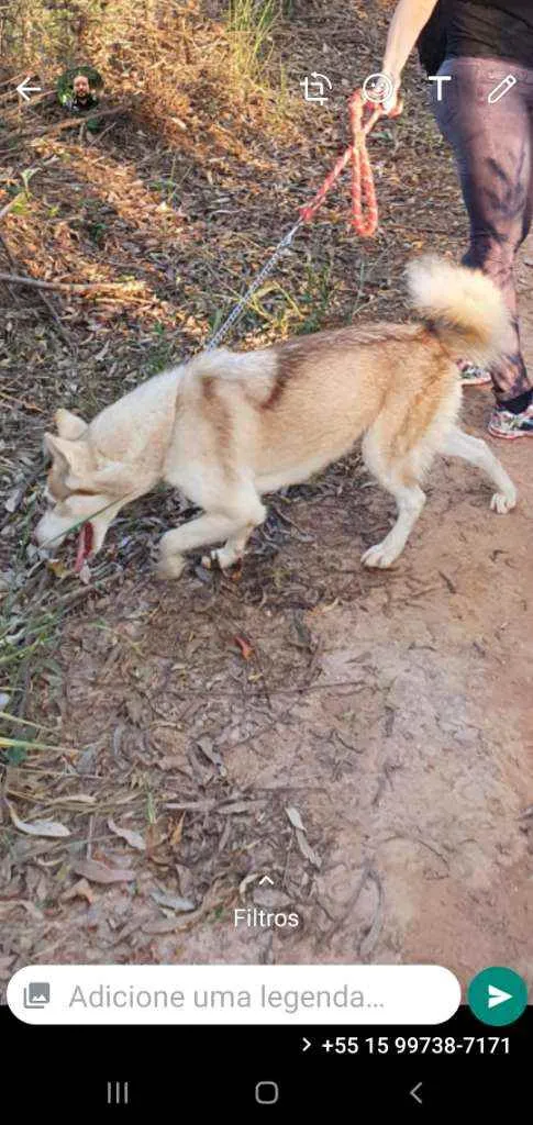 Cachorro ra a Husky Siberiano  idade 7 a 11 meses nome Lua