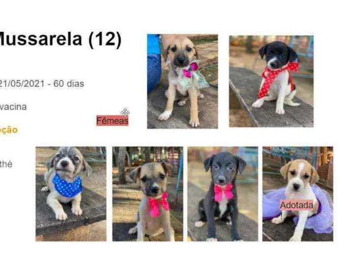 Cachorro ra a SRD idade 2 a 6 meses nome Filhotes 