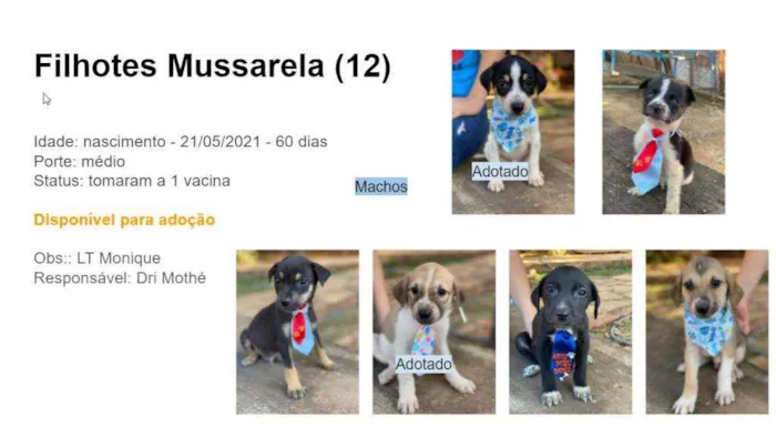 Cachorro ra a SRD idade 2 a 6 meses nome Filhotes 