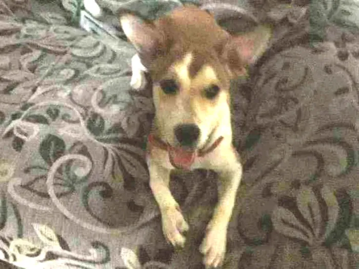 Cachorro raça Não tem  idade 7 a 11 meses nome Paçoquinha 