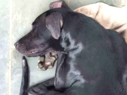 Cachorro raça Viralata com labrador idade 1 ano nome Pantera