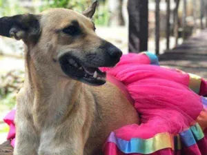 Cachorro raça SRD idade 2 anos nome Mussarela