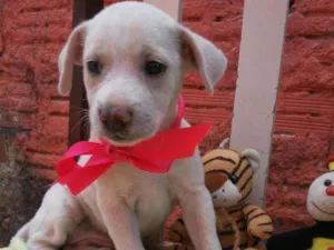 Cachorro raça Comum idade 2 a 6 meses nome Poly