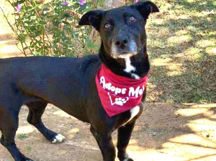 Cachorro ra a SRD idade 2 anos nome Lia