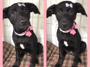 Cachorro raça SRD  idade 2 a 6 meses nome Tutti 