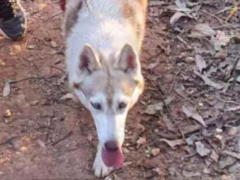 Cachorro ra a Husky Siberiano  idade 7 a 11 meses nome Lua