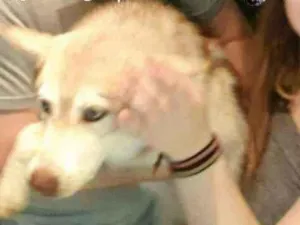 Cachorro raça Husky Siberiano  idade 7 a 11 meses nome Lua