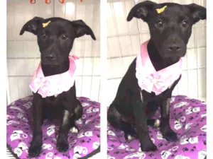 Cachorro raça SRD  idade 2 a 6 meses nome Luna 