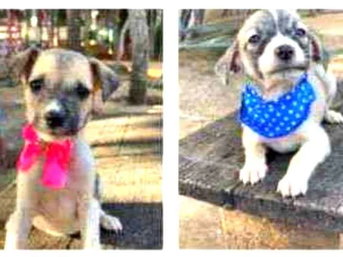 Cachorro ra a SRD idade 2 a 6 meses nome Filhotes 