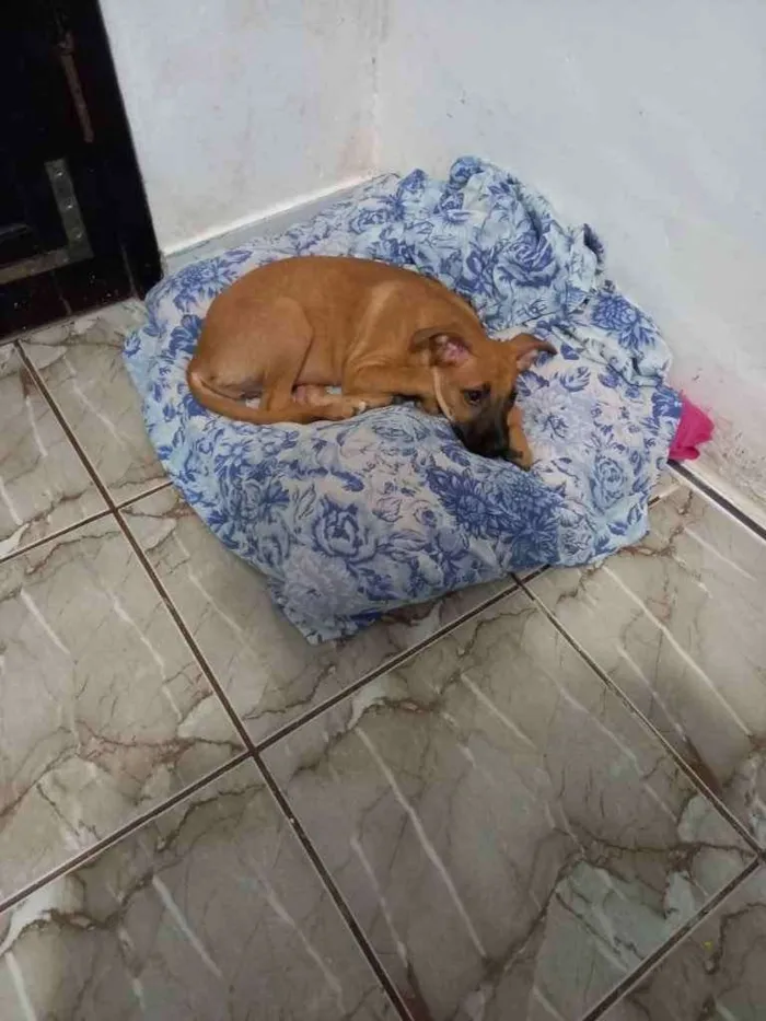 Cachorro raça Srd idade 2 a 6 meses nome Maria castrada
