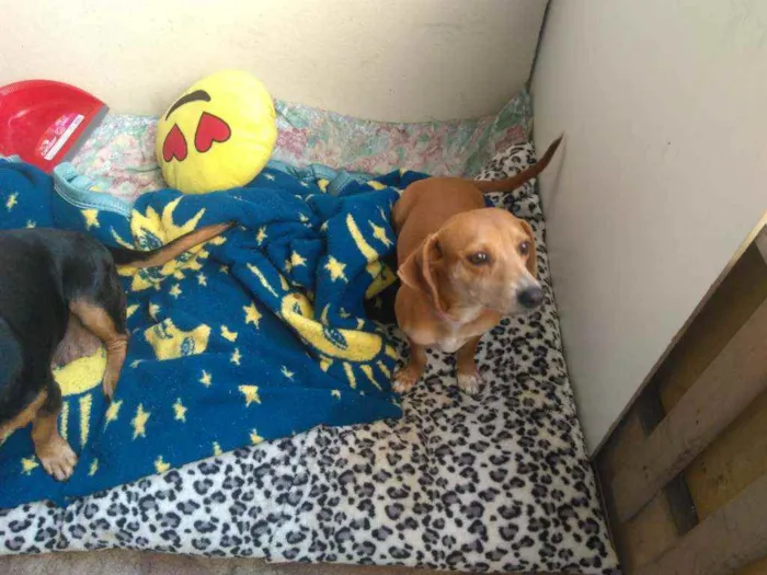 Cachorro ra a SRD parece um bace idade 3 anos nome Mel