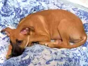 Cachorro raça Srd idade 2 a 6 meses nome Maria castrada