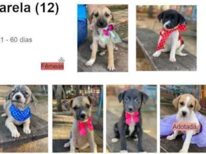 Cachorro raça SRD idade 2 a 6 meses nome Filhotes 