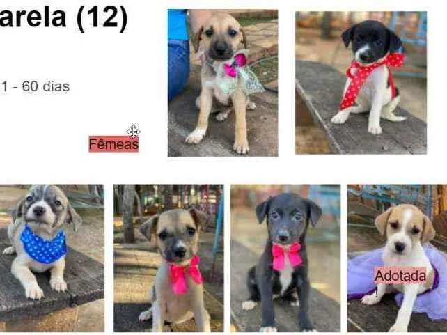 Cachorro ra a SRD idade 2 a 6 meses nome Filhotes 