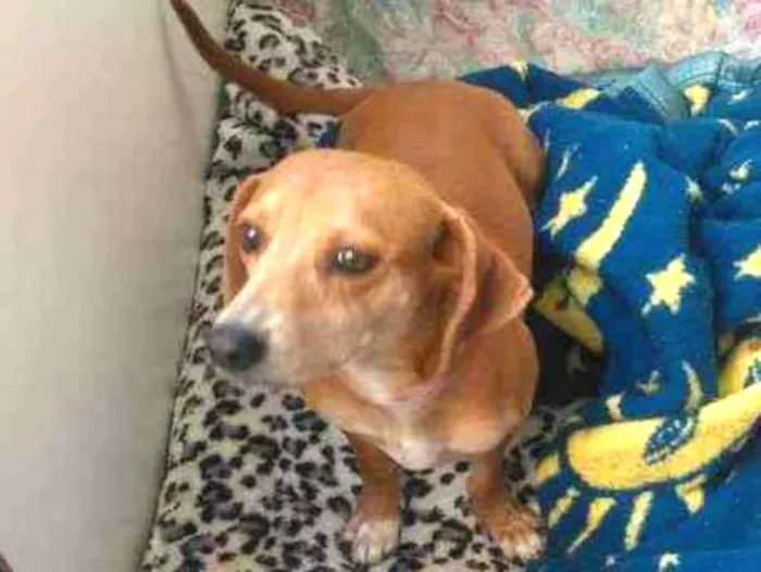 Cachorro ra a SRD parece um bace idade 3 anos nome Mel