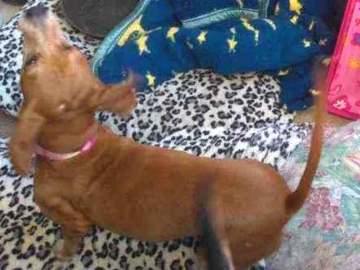 Cachorro ra a SRD parece um bace idade 3 anos nome Mel