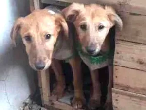 Cachorro raça -- idade 7 a 11 meses nome Luke e Apollo