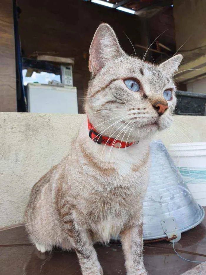 Gato ra a SRD idade 1 ano nome Pandora