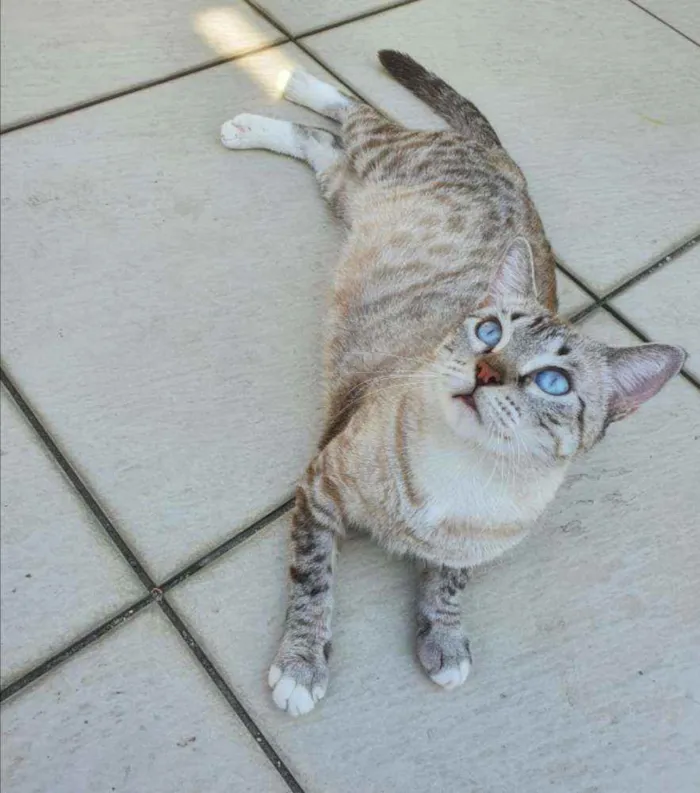 Gato ra a SRD idade 1 ano nome Pandora