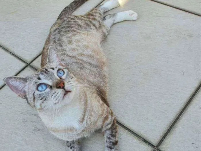 Gato ra a SRD idade 1 ano nome Pandora