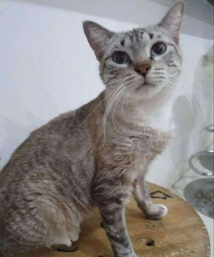 Gato ra a SRD idade 1 ano nome Pandora