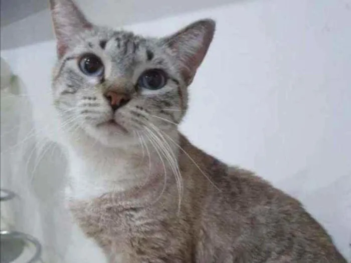 Gato ra a SRD idade 1 ano nome Pandora