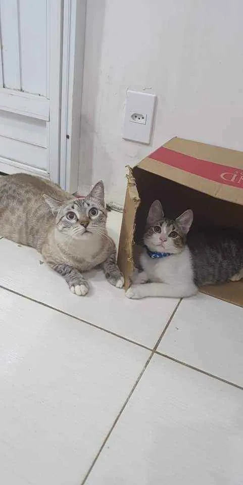 Gato ra a SRD idade 2 a 6 meses nome ...