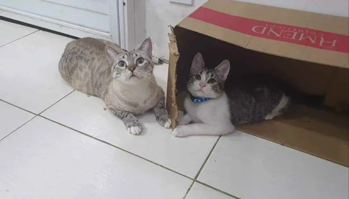 Gato ra a SRD idade 2 a 6 meses nome ...