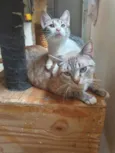 ...