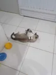...