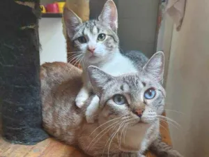 Gato raça SRD idade 2 a 6 meses nome ...