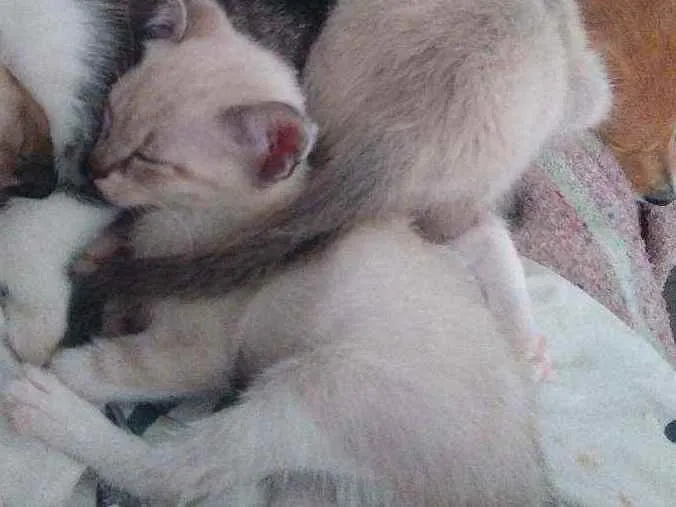 Gato raça não identificada idade Abaixo de 2 meses nome .