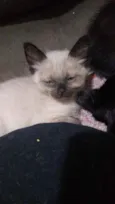 Gato raça siamês idade Abaixo de 2 meses nome .