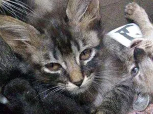Gato raça não identificada idade Abaixo de 2 meses nome .