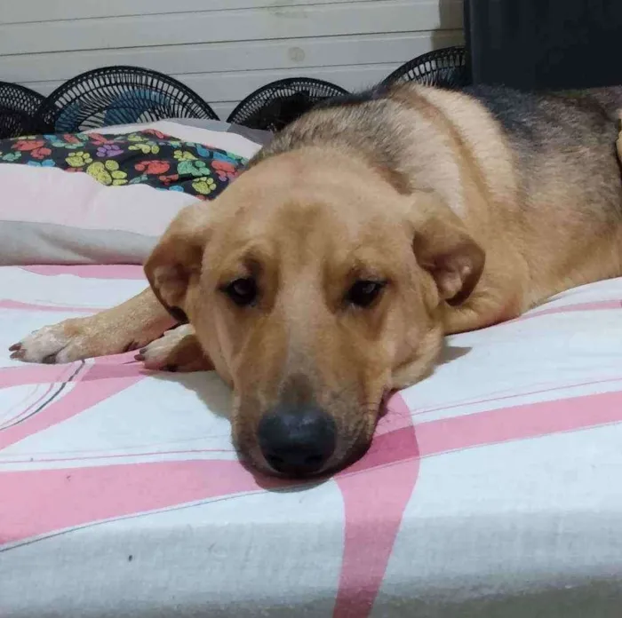 Cachorro ra a Mix de pastor idade 7 a 11 meses nome Zeus