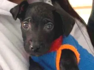Cachorro raça SRD-ViraLata idade 2 a 6 meses nome THOMAS
