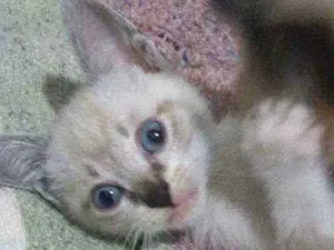 Gato raça não identificada idade Abaixo de 2 meses nome .