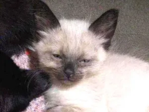 Gato raça siamês idade Abaixo de 2 meses nome .