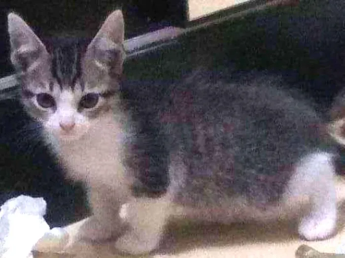 Gato raça não identificada idade Abaixo de 2 meses nome .