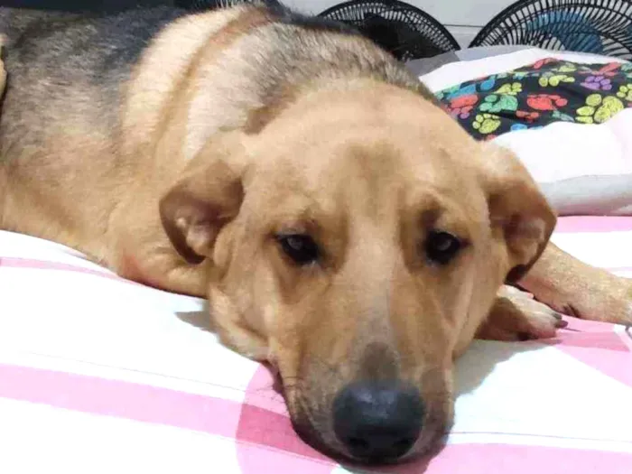 Cachorro ra a Mix de pastor idade 7 a 11 meses nome Zeus