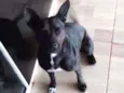 Mica 