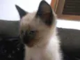 Gato raça siamês idade Abaixo de 2 meses nome .