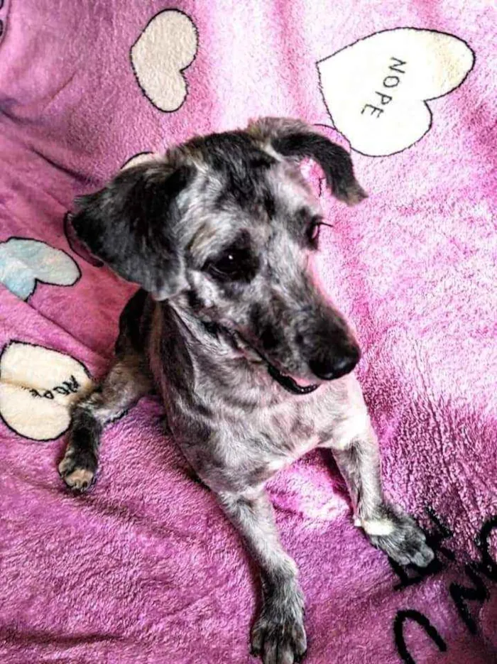 Cachorro ra a Poodle idade 2 anos nome Sarah