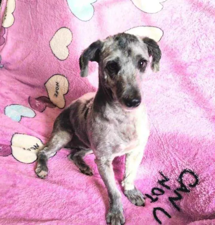 Cachorro ra a Poodle idade 2 anos nome Sarah