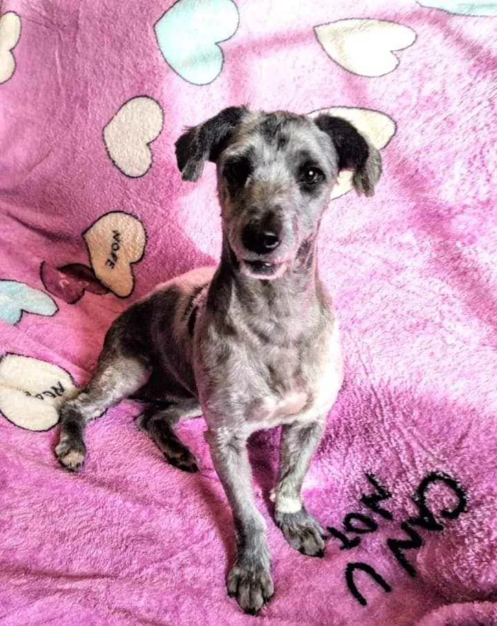 Cachorro ra a Poodle idade 2 anos nome Sarah