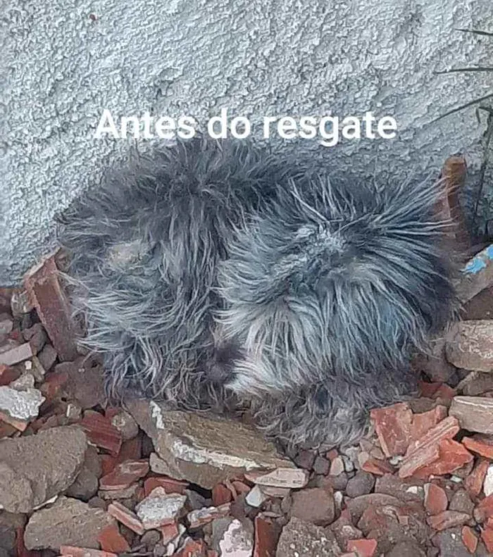 Cachorro ra a Poodle idade 2 anos nome Sarah