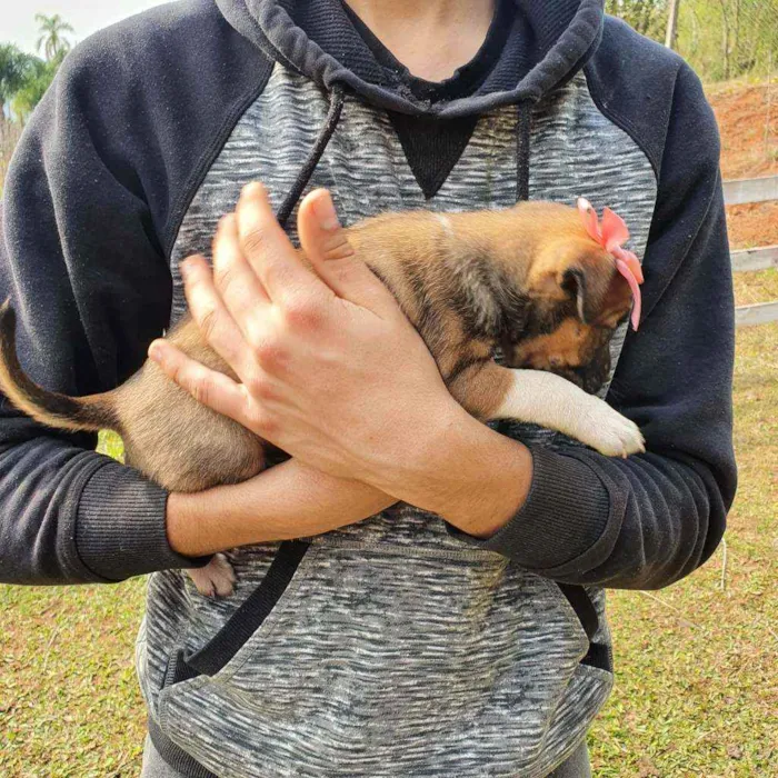 Cachorro ra a Indefinida idade Abaixo de 2 meses nome Luvinha