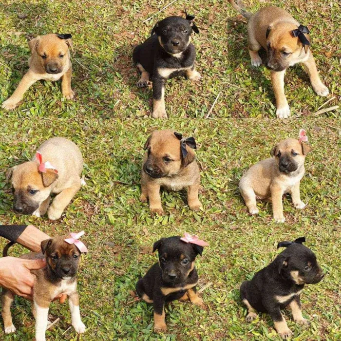 Cachorro ra a Indefinida idade Abaixo de 2 meses nome Luvinha